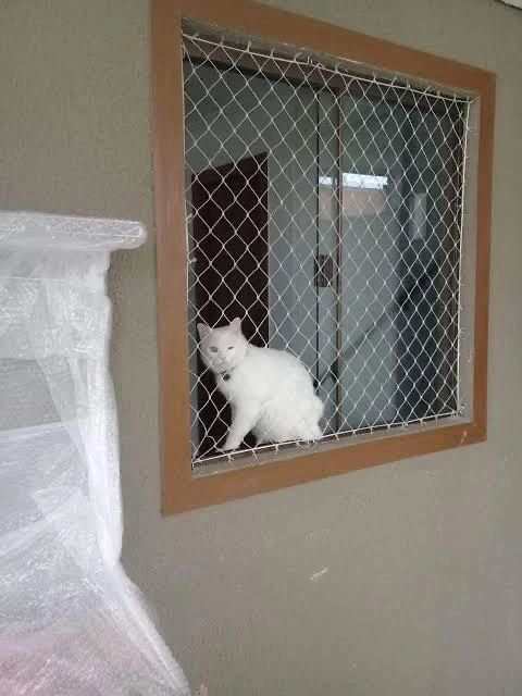 Rede de proteção em apartamento para gato